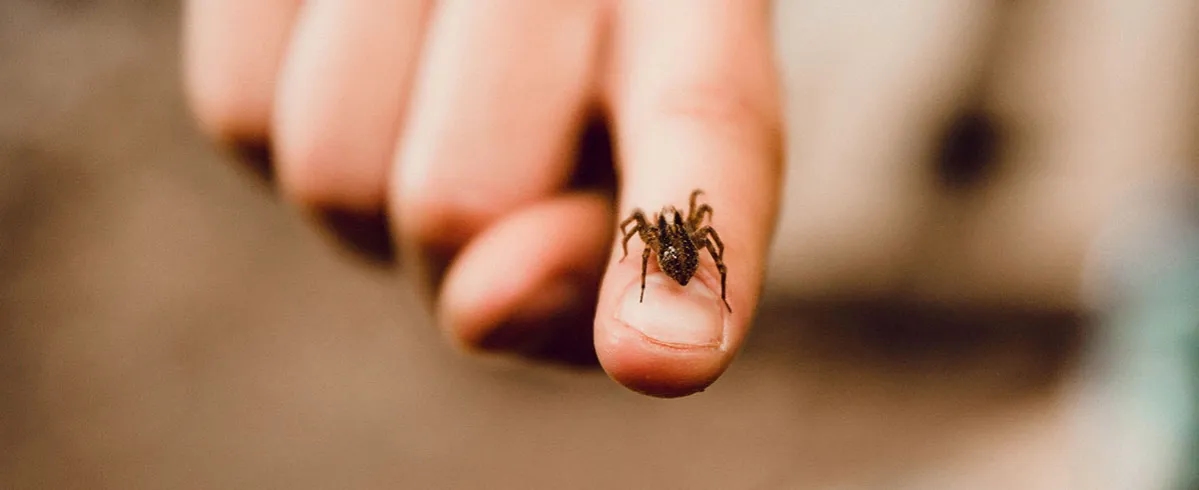 Jak się nazywa lęk przed pająkami i jak go pokonać?